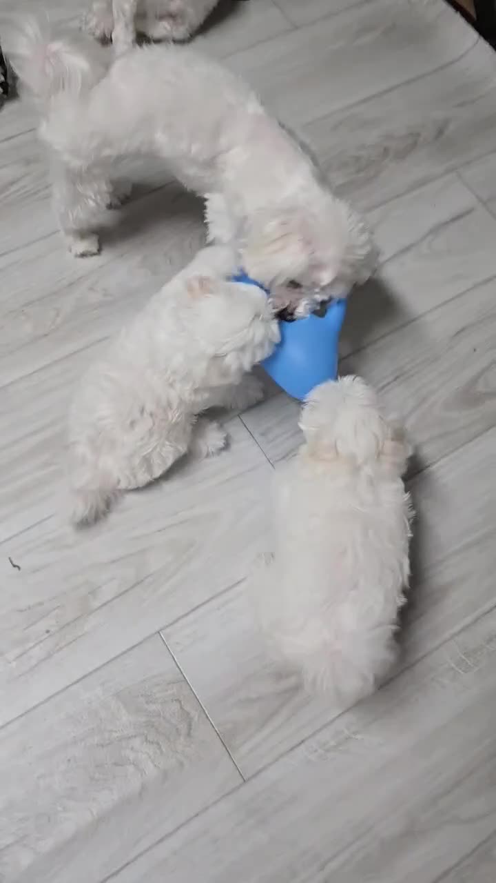 Maltese dogs for sale: Joy - Video 1