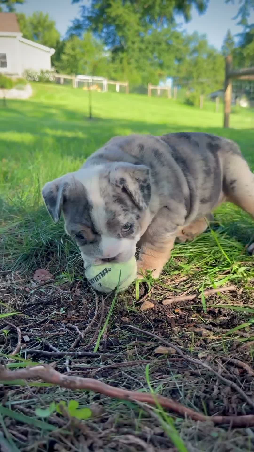 English Bulldog dogs for sale: Tilly - Video 2