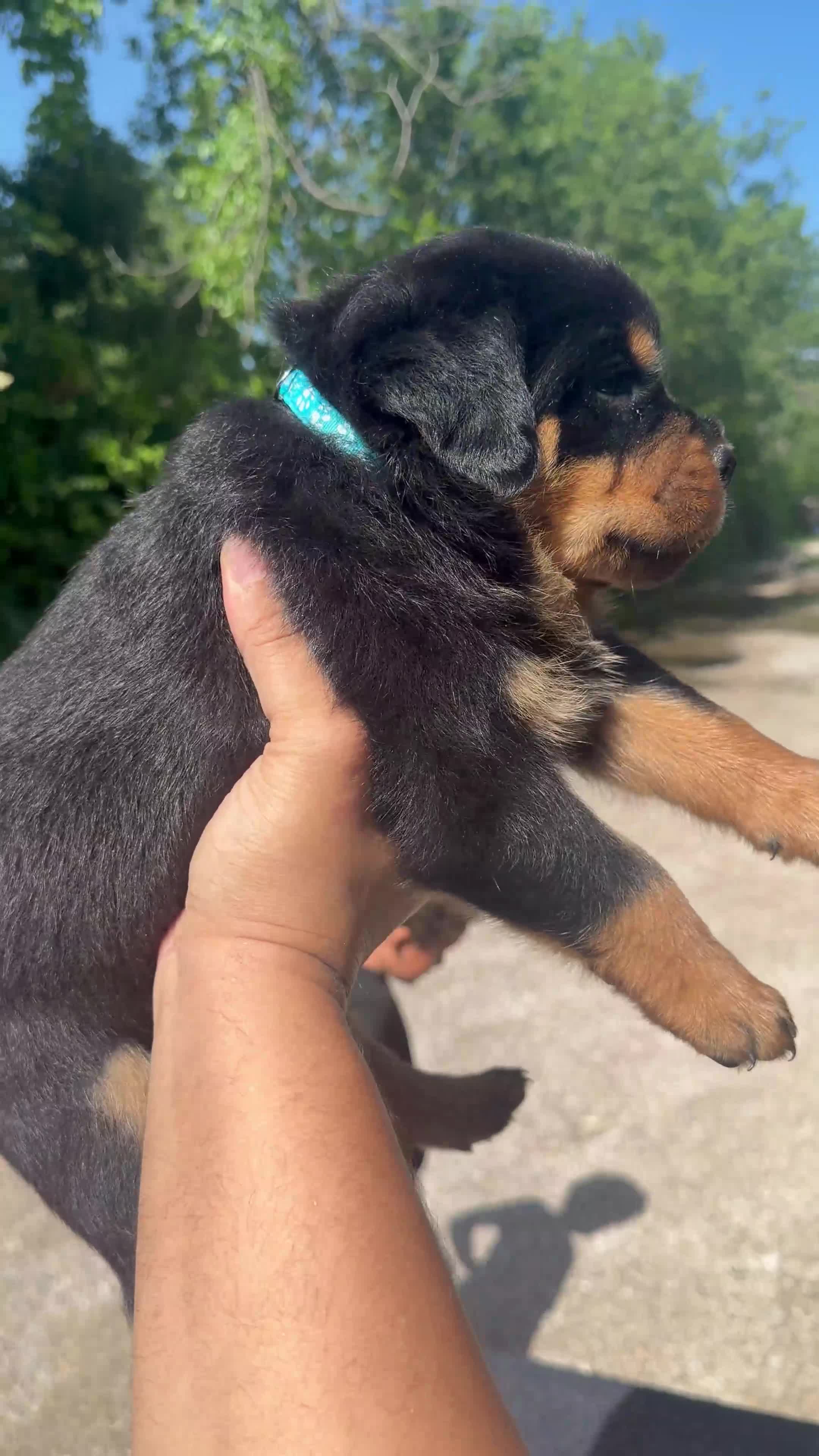 Rottweiler dogs for sale: Hulk - Light Blue Collar  - Video 1