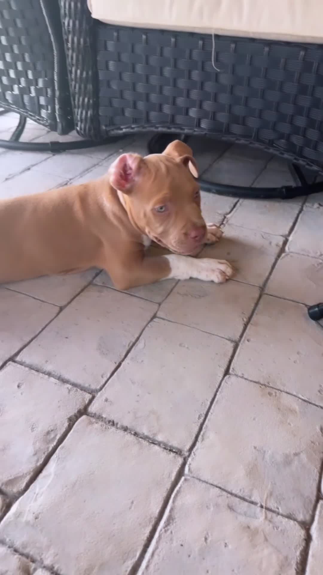 American Bully dogs for sale: American Bully Puppy 7 - Video 3