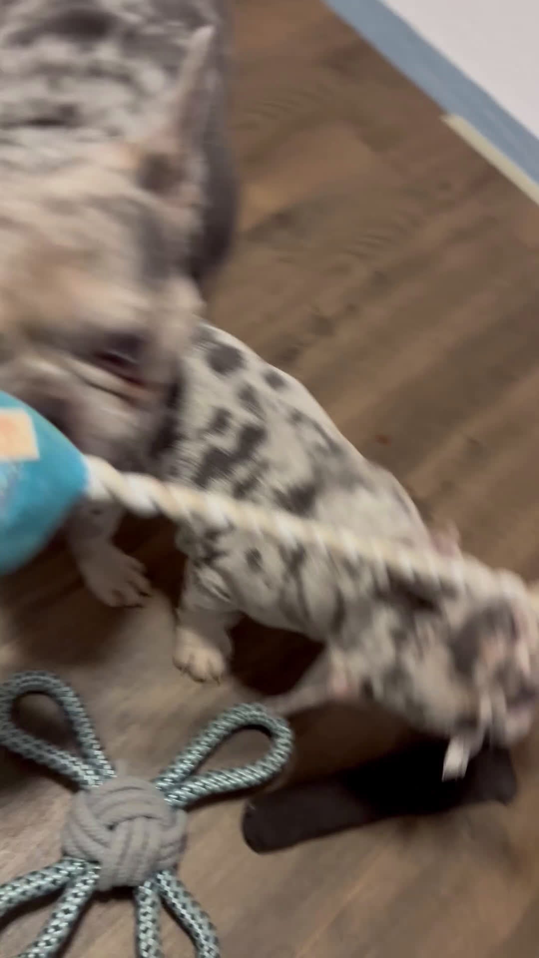 French Bulldog dogs for sale: Lulu - The Warm Soul - Video 2