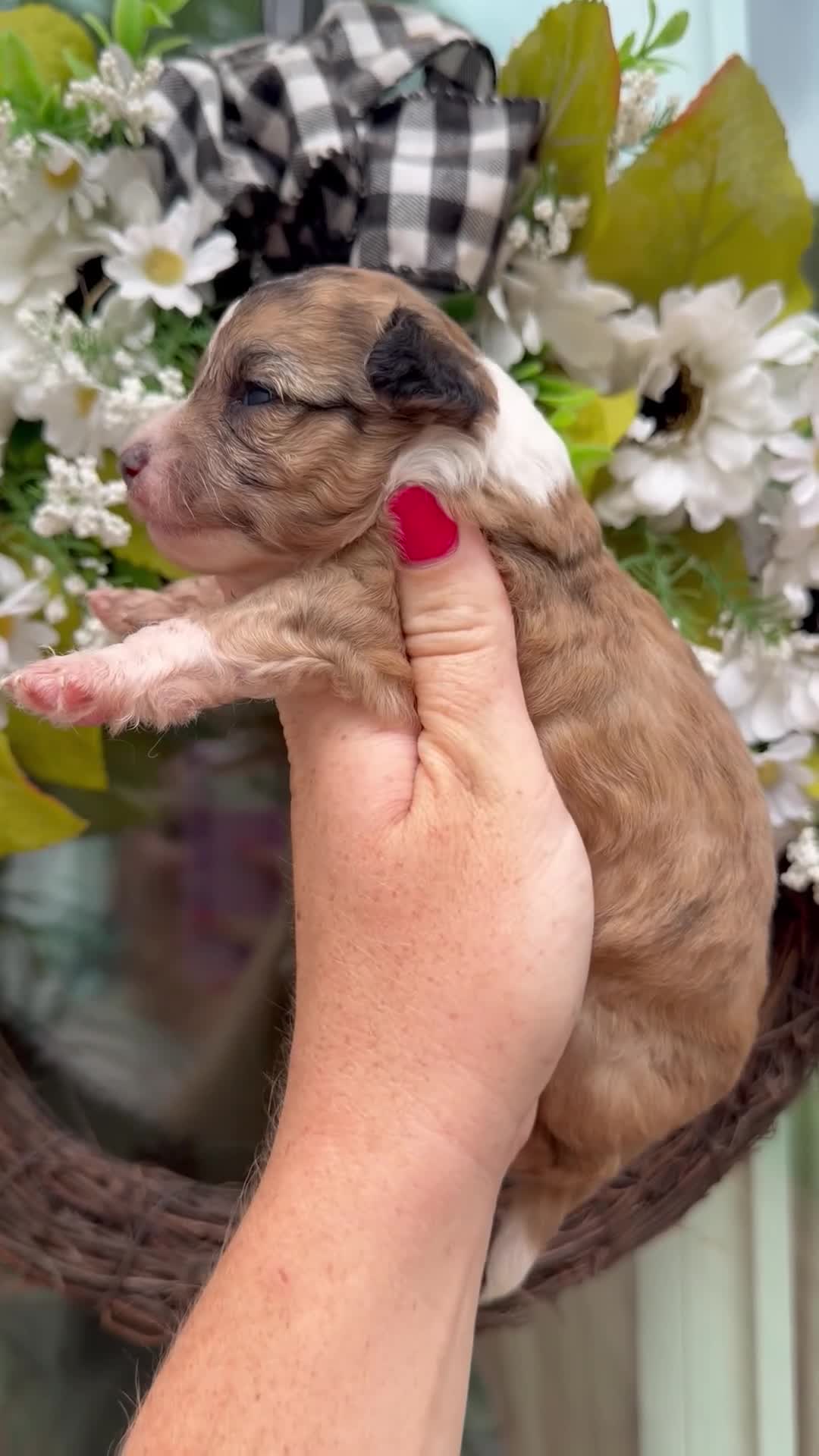 Mixed Breed dogs for sale: Max - Video 1