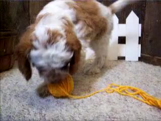 Cavapoo dogs for sale: Buzz - Video 1