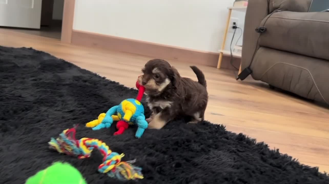 Havapoo dogs for sale: Trixie - Video 1