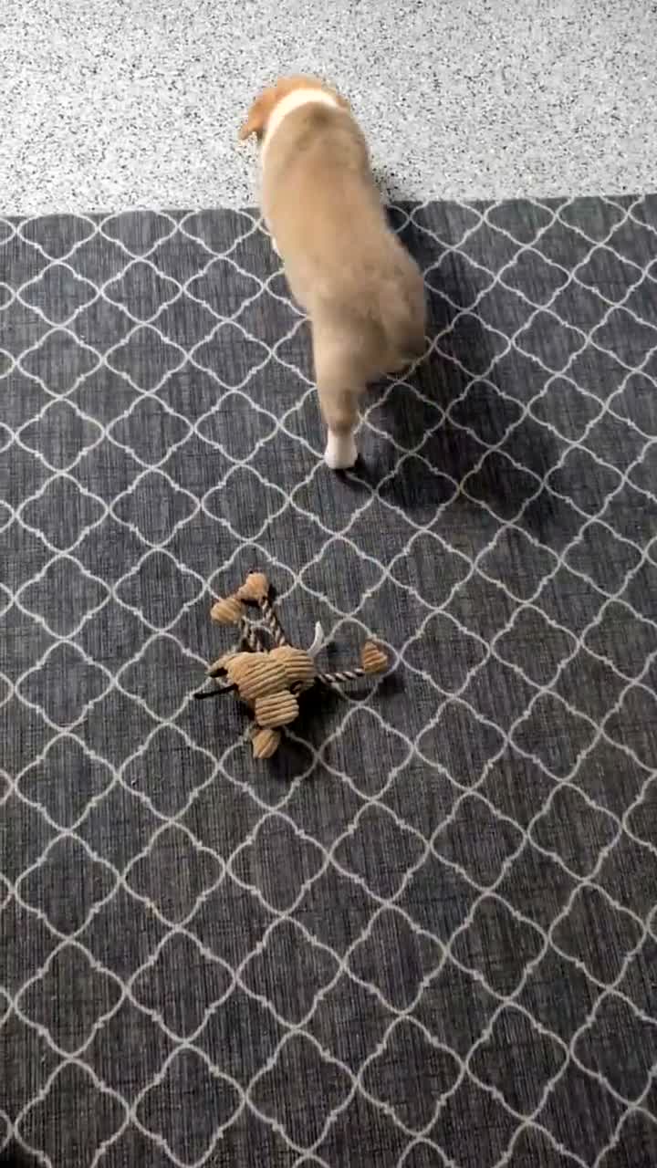 Welsh Corgi Pembroke dogs for sale: Nadia - Video 1