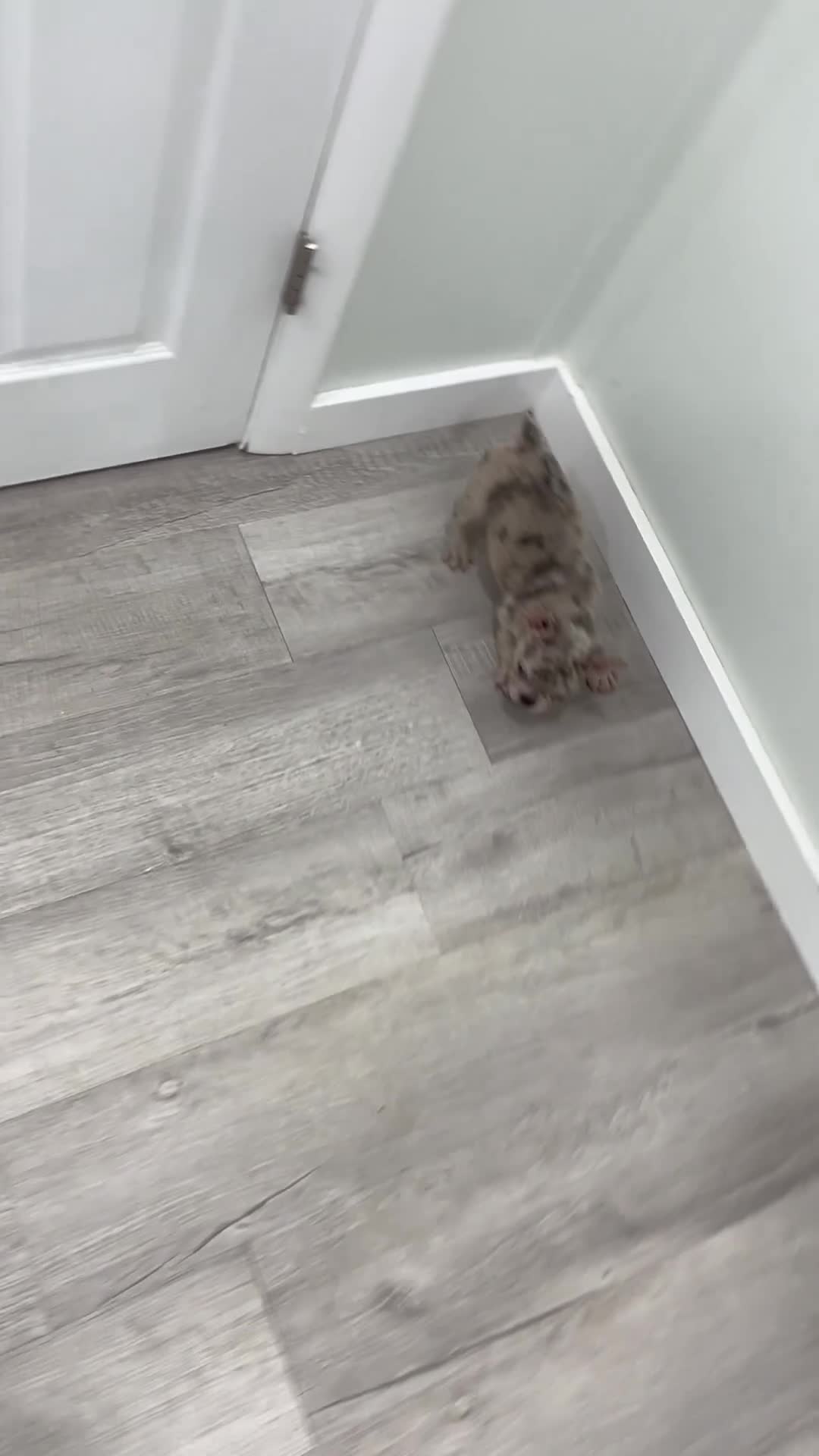 French Bulldog dogs for sale: Marco - Video 1