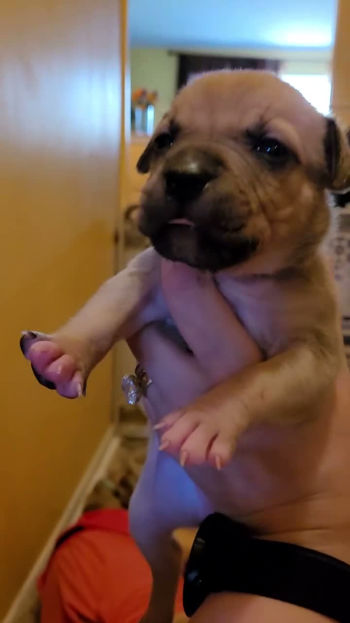 American Bully dogs for sale: Rosey - Video 1