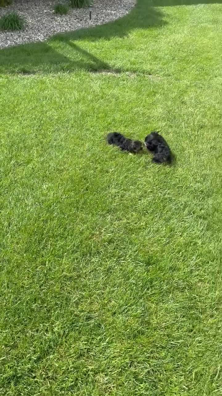 Yorkiepoo dogs for sale: Willow - Video 3