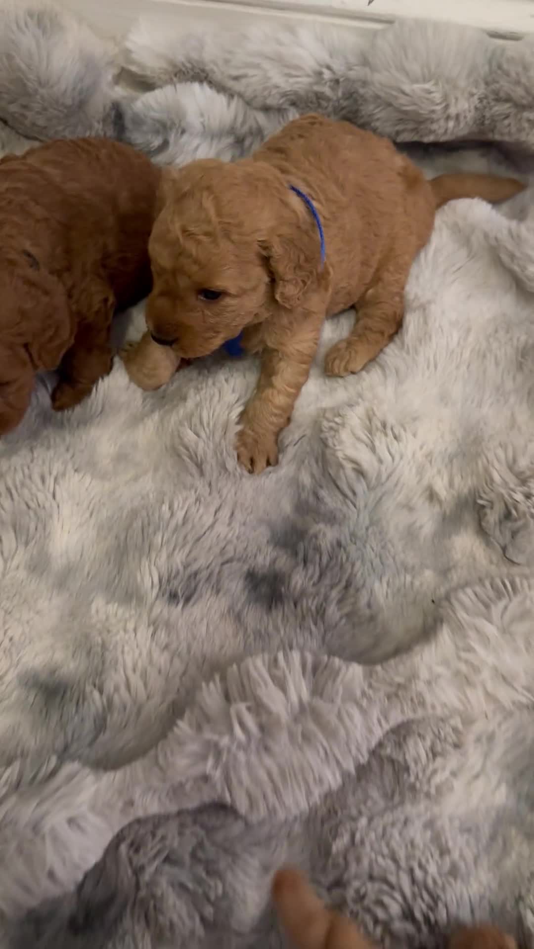 Mini Goldendoodle dogs for sale: Mini Goldendoodle 5 - Video 1