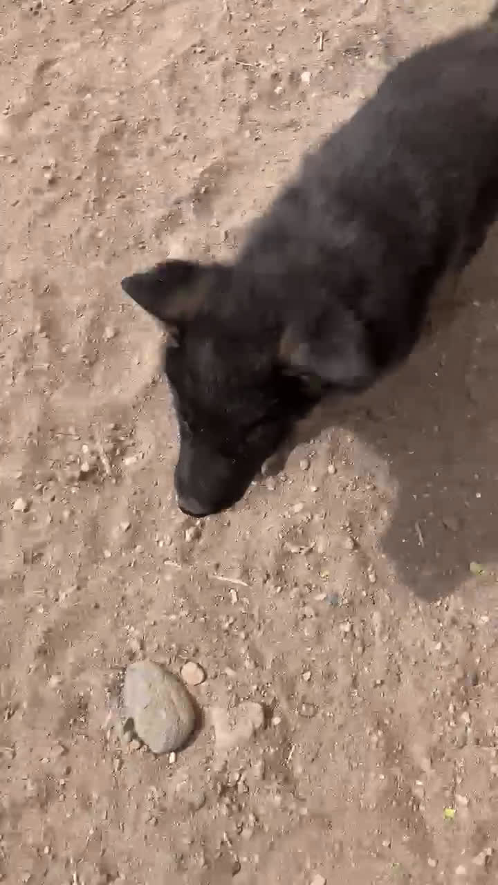 German Shepherd dogs for sale: German Shepherd Puppy 3 - Video 1
