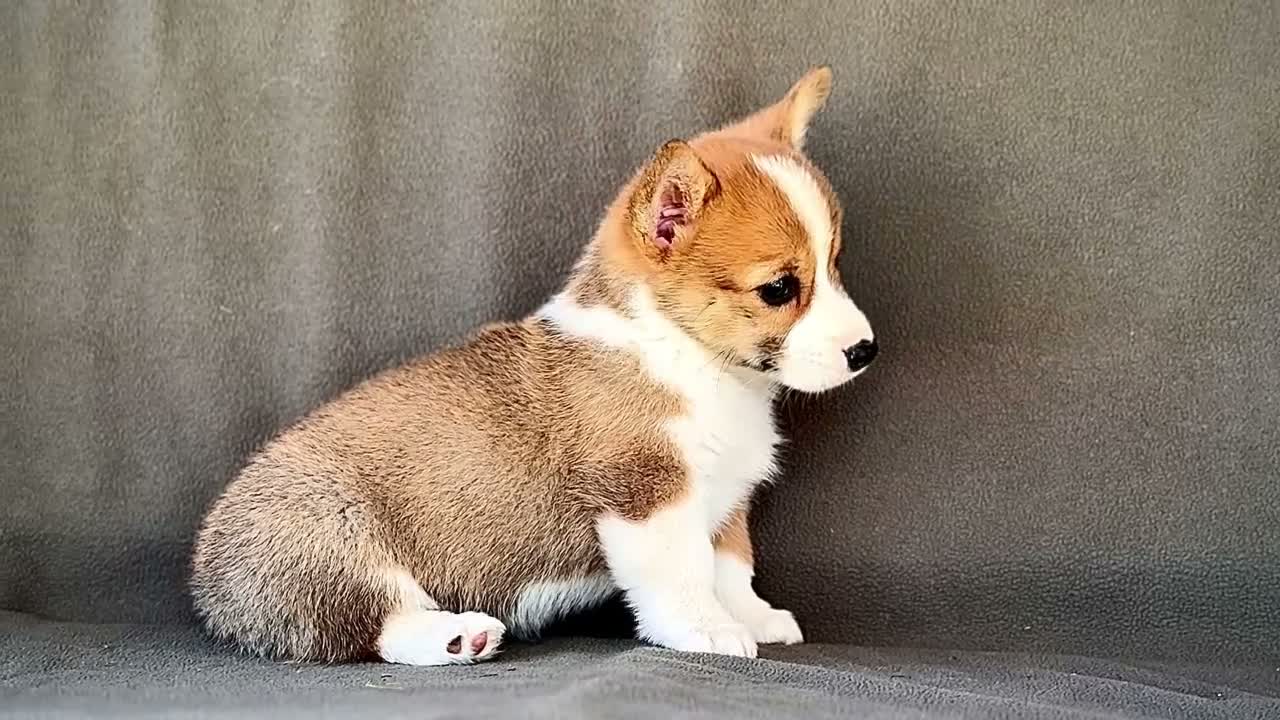 Welsh Corgi Pembroke dogs for sale: Bitsie - Video 1