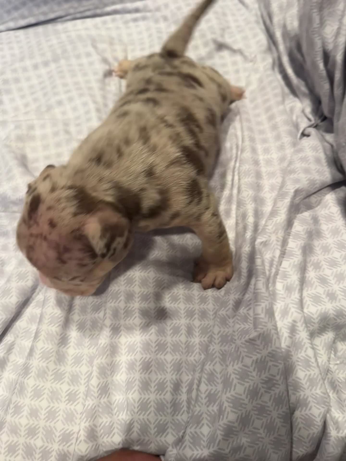 American Bully dogs for sale: American Bully Puppy 1 - Video 1