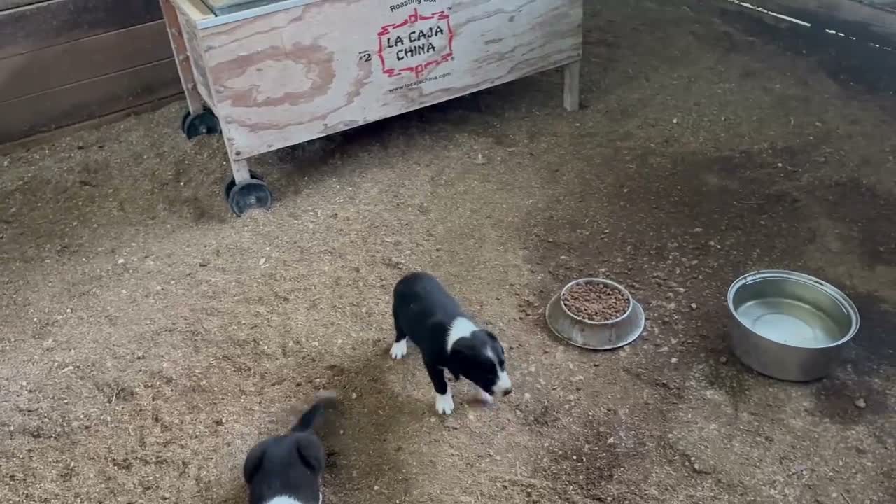 Border Collie dogs for sale: Border Collie 1 - Video 1