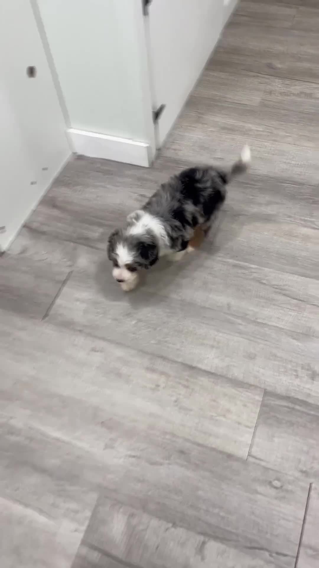 Mini Bernedoodle dogs for sale: Hazel - Video 1