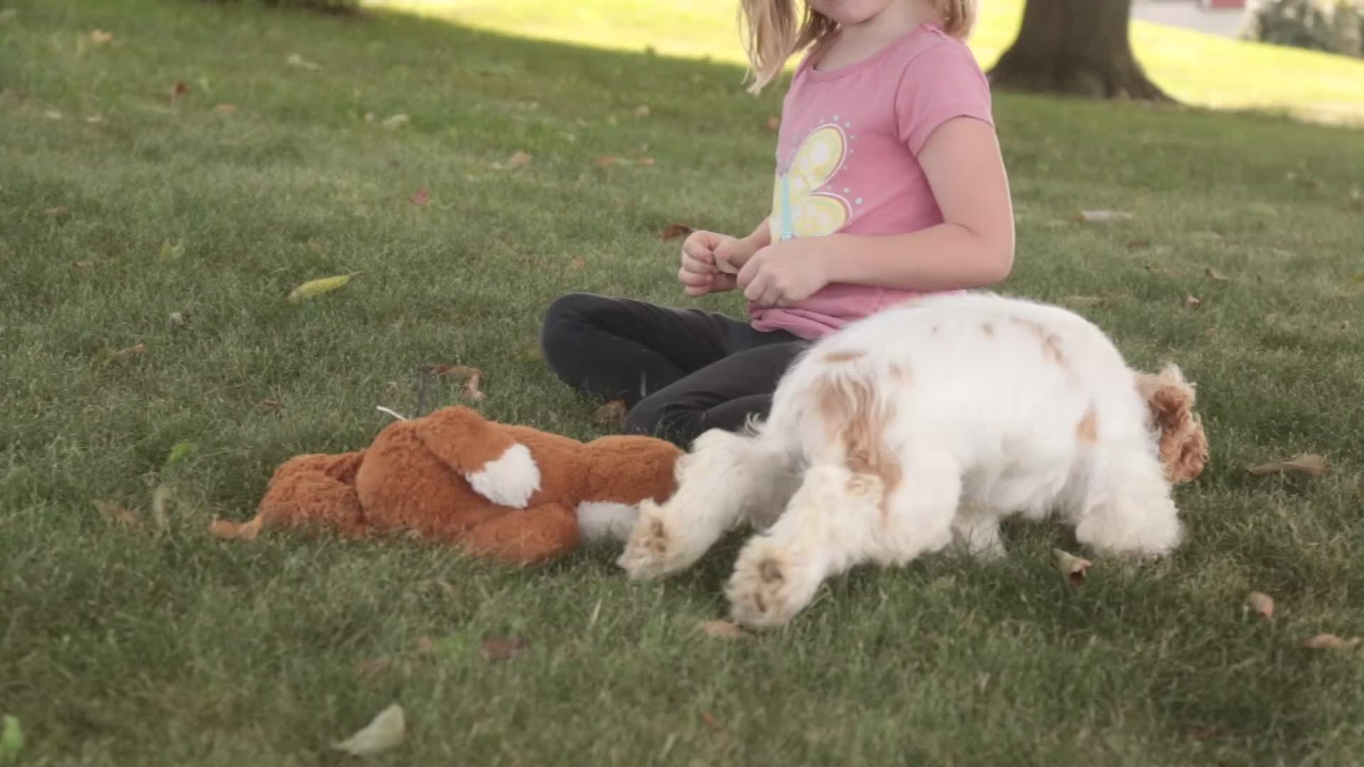 Cocker Spaniel dogs for sale: Ash Cocker Spaniel  - Video 1