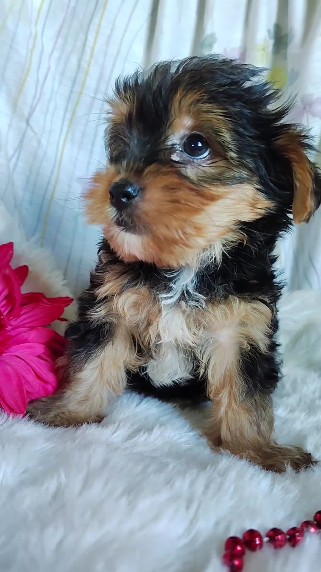 Yorkshire Terrier dogs for sale: June bug - Video 1