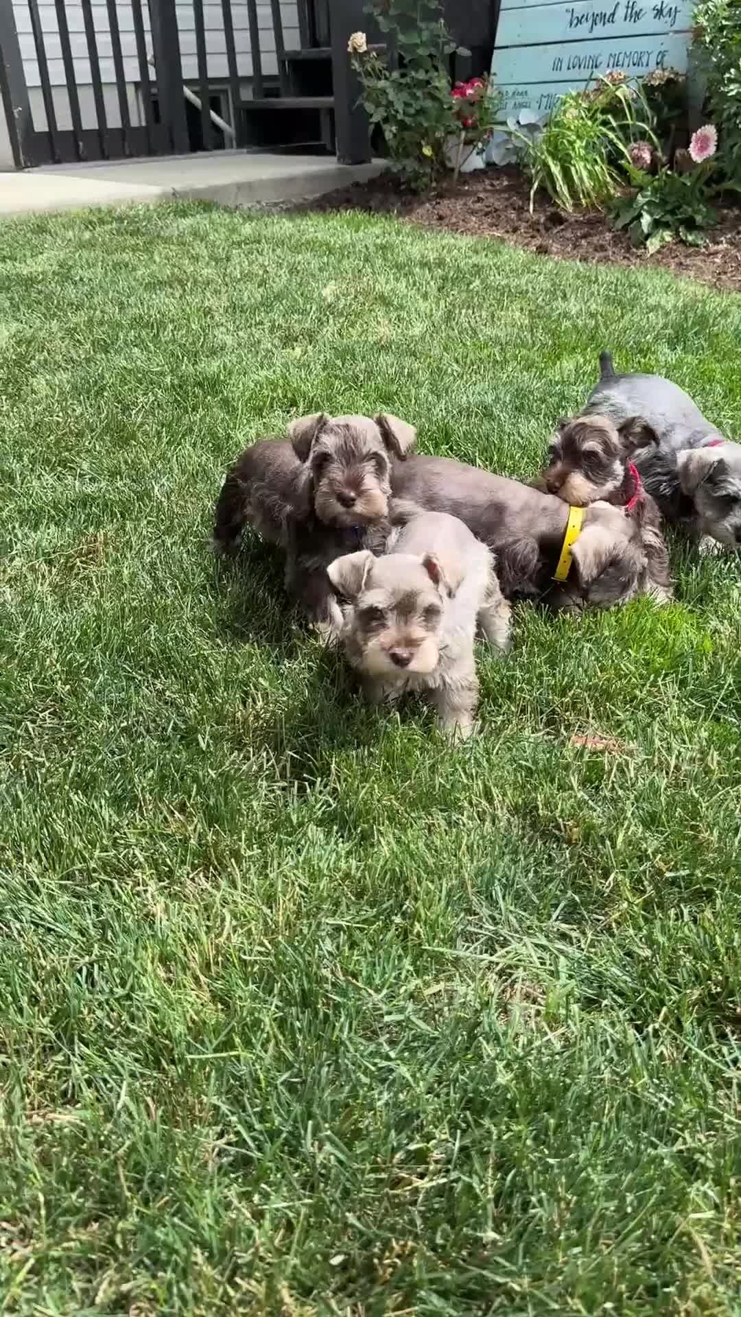 Miniature Schnauzer dogs for sale: Sophie - Video 1