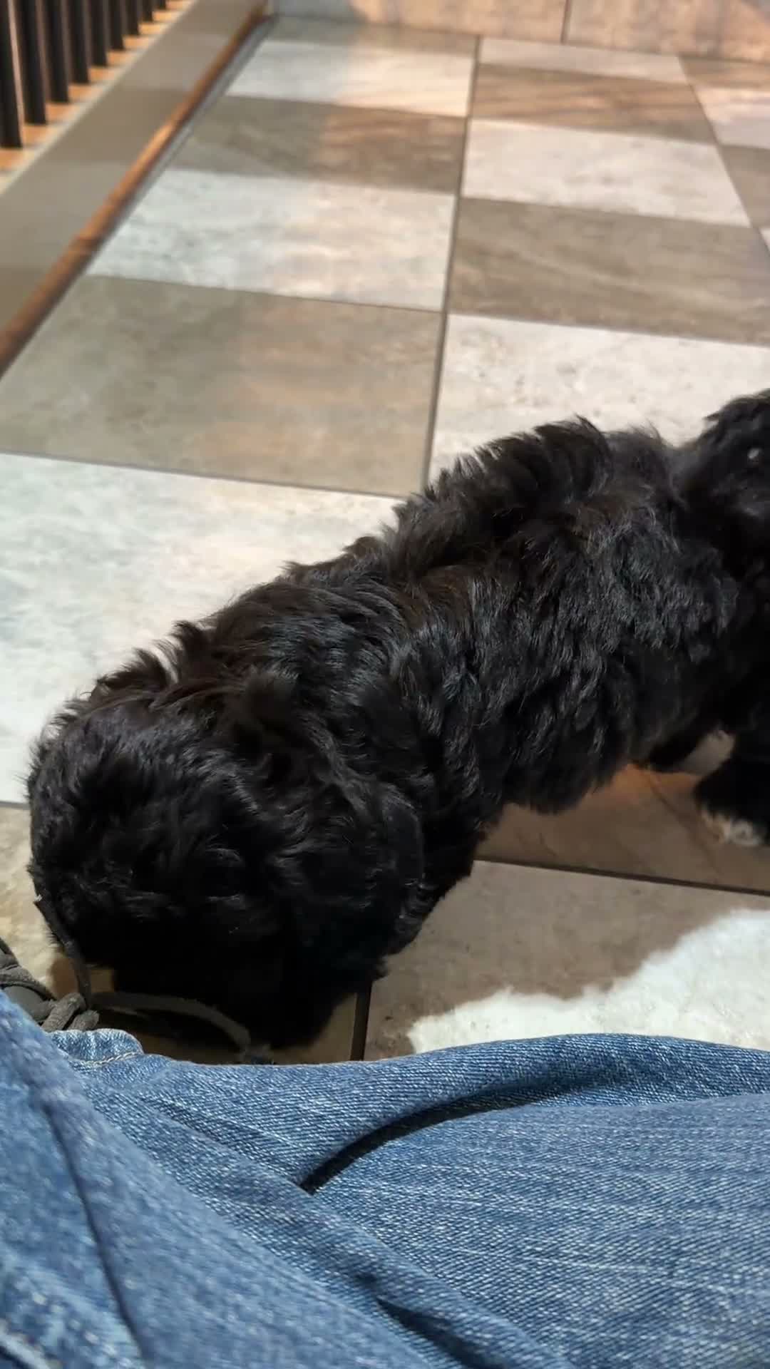 Mixed Breed dogs for sale: Cole - Video 1