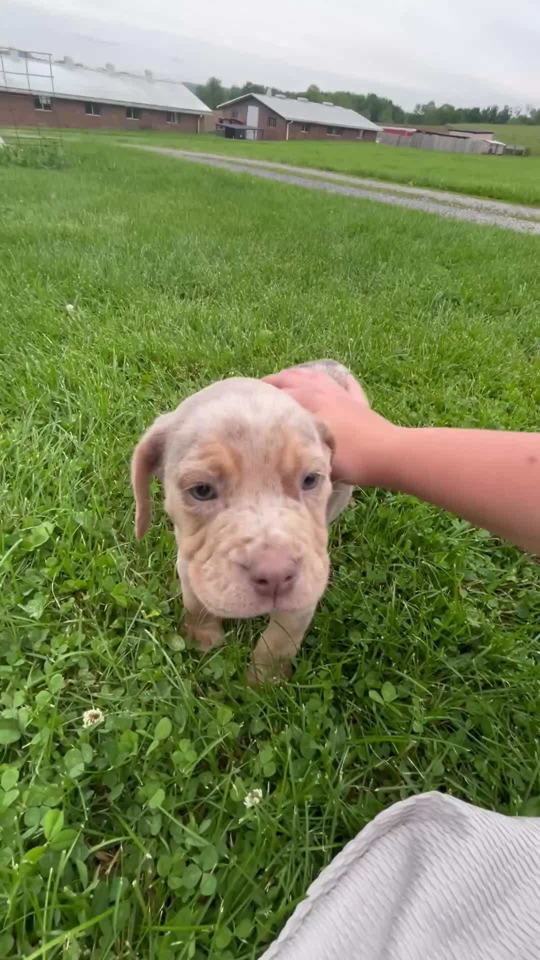 Beabull dogs for sale: Dexter - Video 1