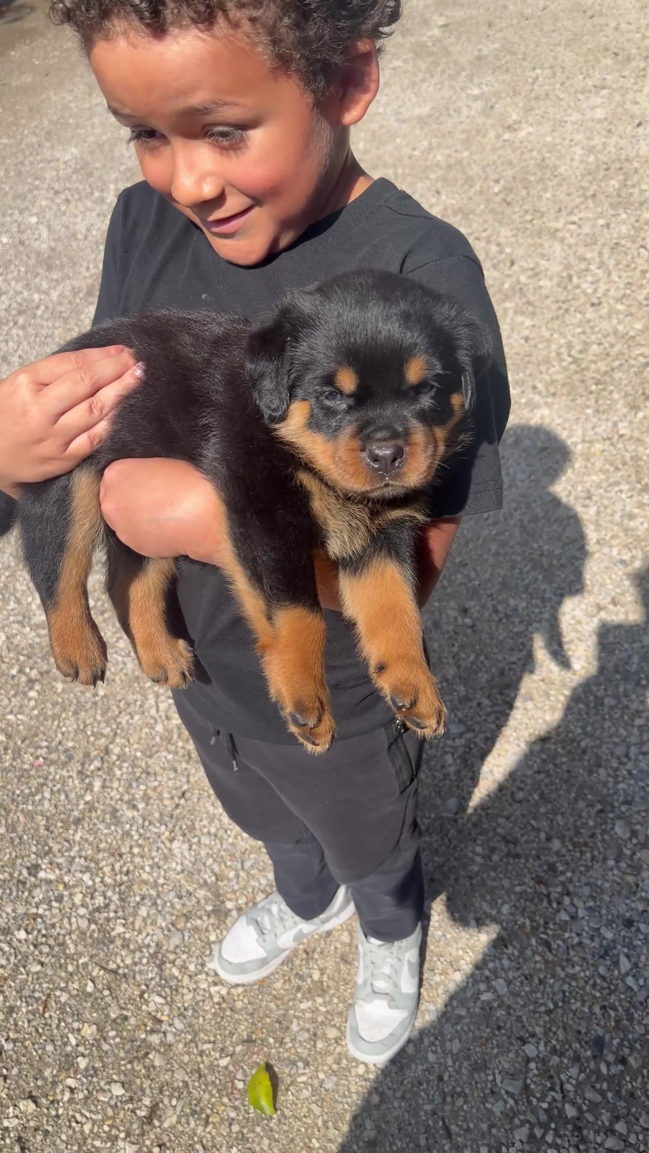 Rottweiler dogs for sale: Hulk - Light Blue Collar  - Video 2