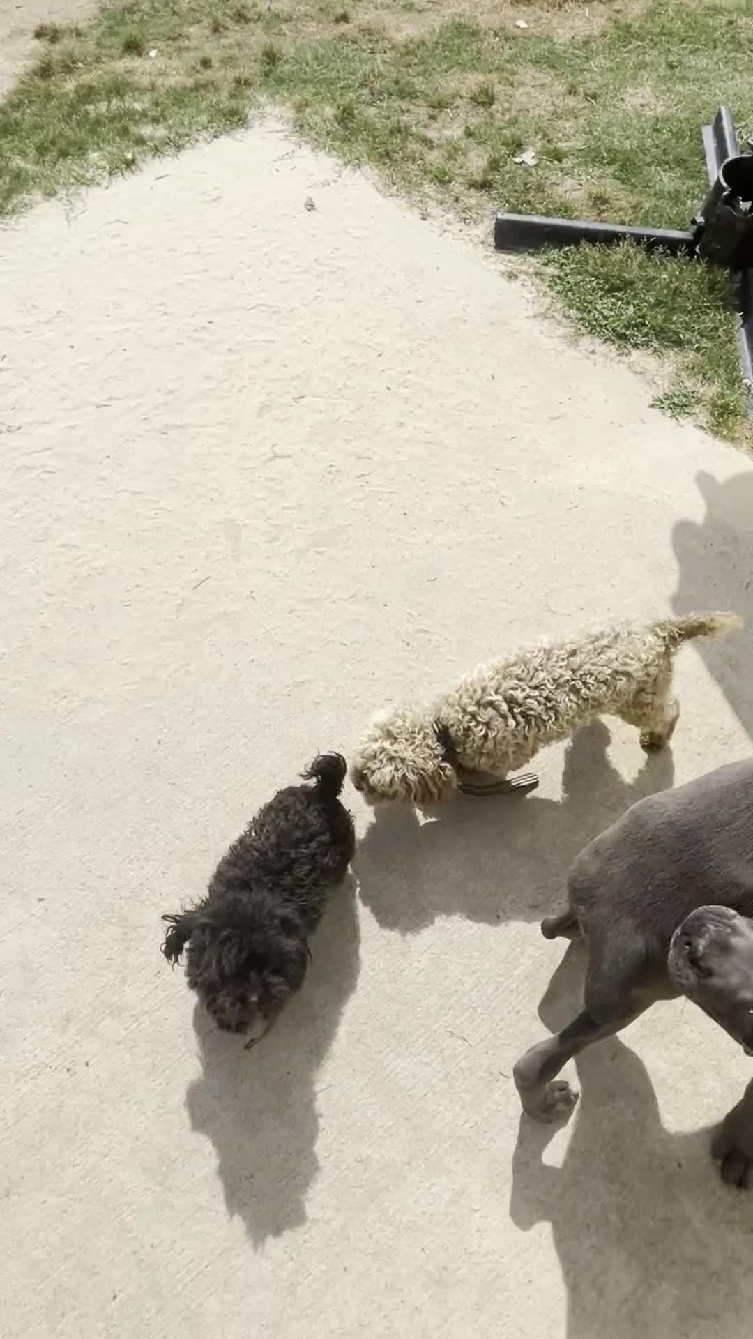Toy Poodle dogs for sale: Toy Poodle Puppy 1 - Video 1
