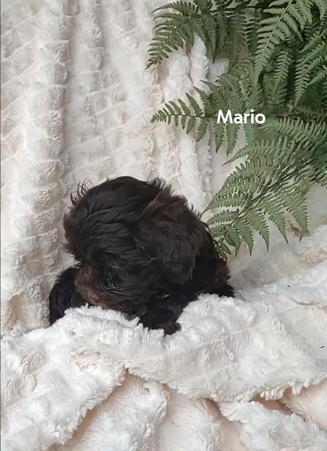 Shihpoo dogs for sale: Shihpoo Puppy 3 Mario - Video 2