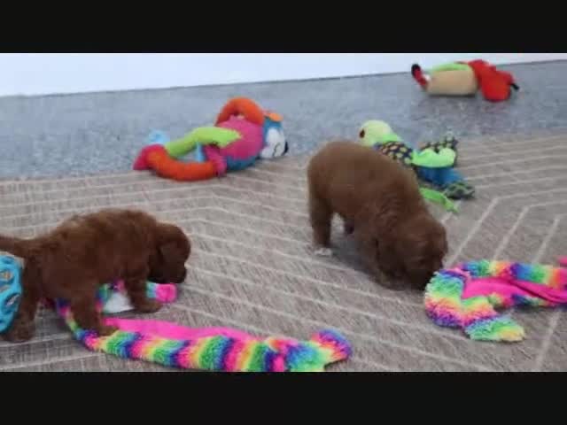 Mini Goldendoodle dogs for sale: Phoenix - Video 2