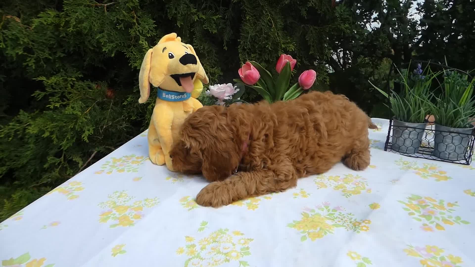Mini Goldendoodle dogs for sale: Goldendoodle 5 Lanny - Video 4