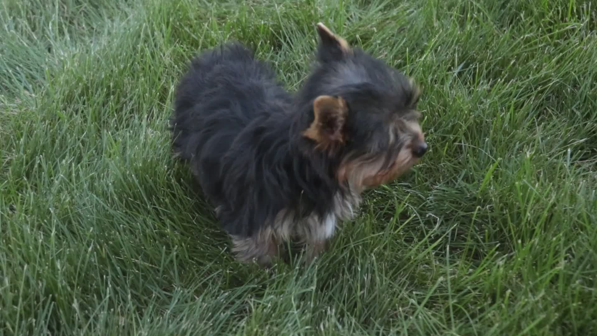 Yorkshire Terrier dogs for sale: Cheyenne - Video 1
