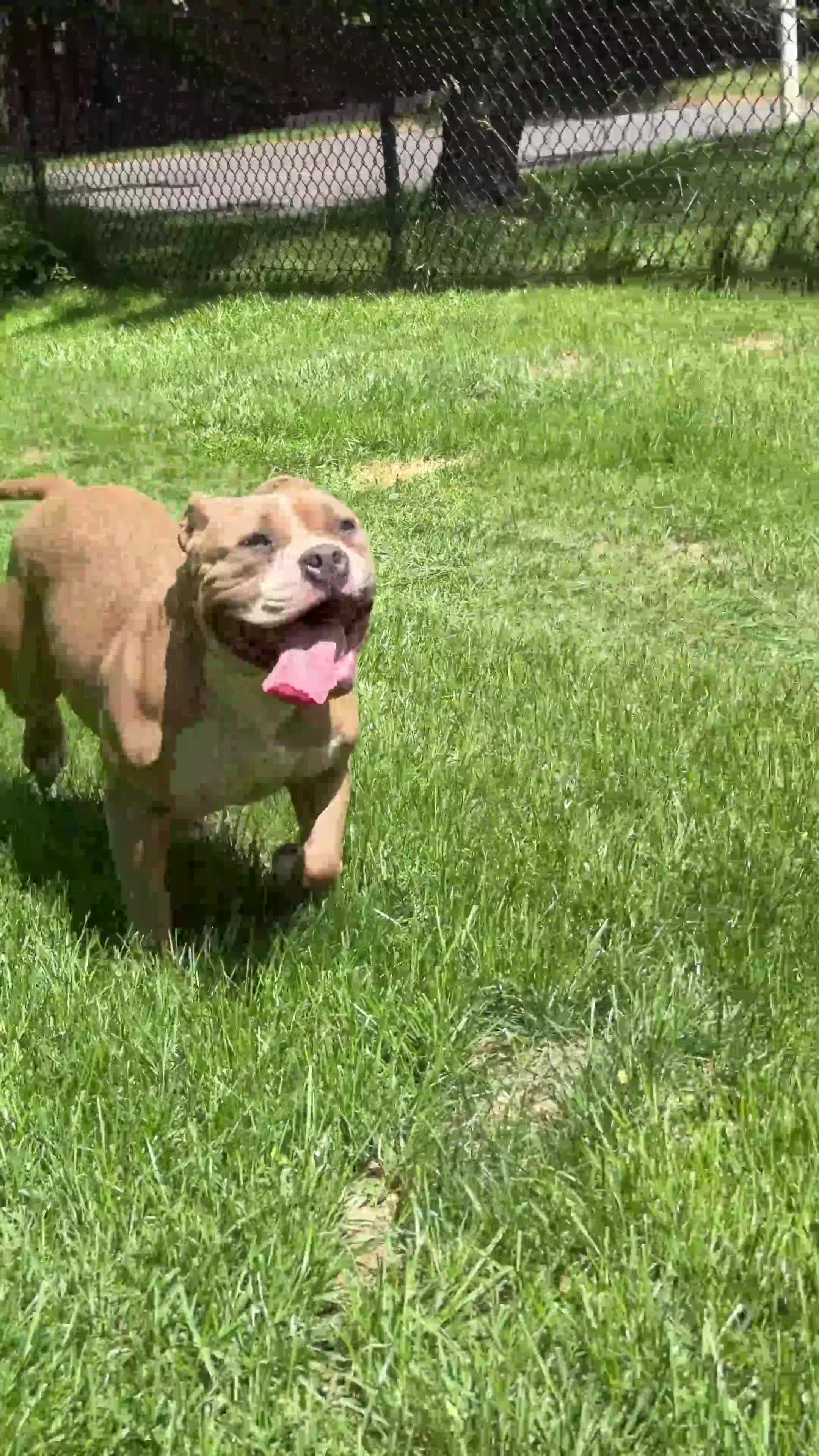 American Bully dogs for sale: sonya - Video 2