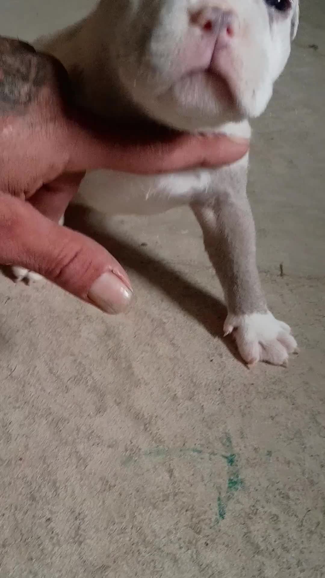 American Bully dogs for sale: American Bully Puppy 1 - Video 1