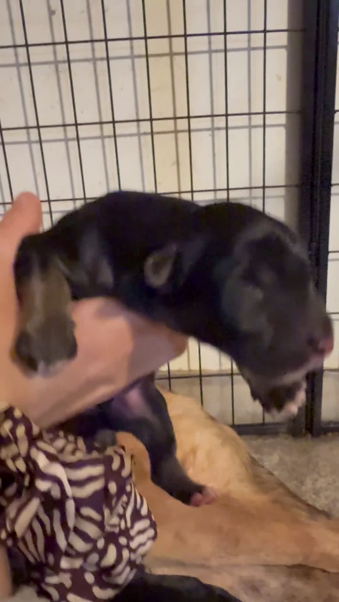 German Shepherd dogs for sale: Storm - Video 2