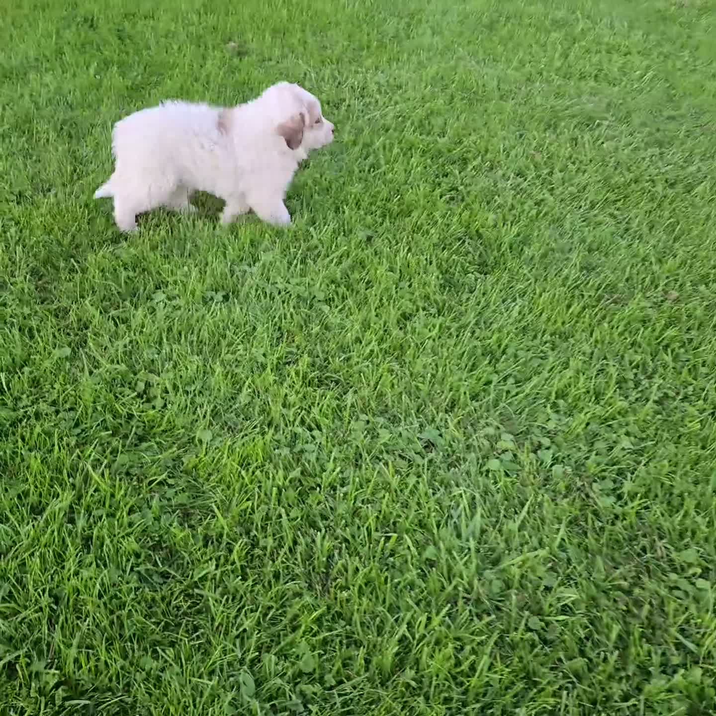 Great Pyrenees dogs for sale: Hunter - Video 1