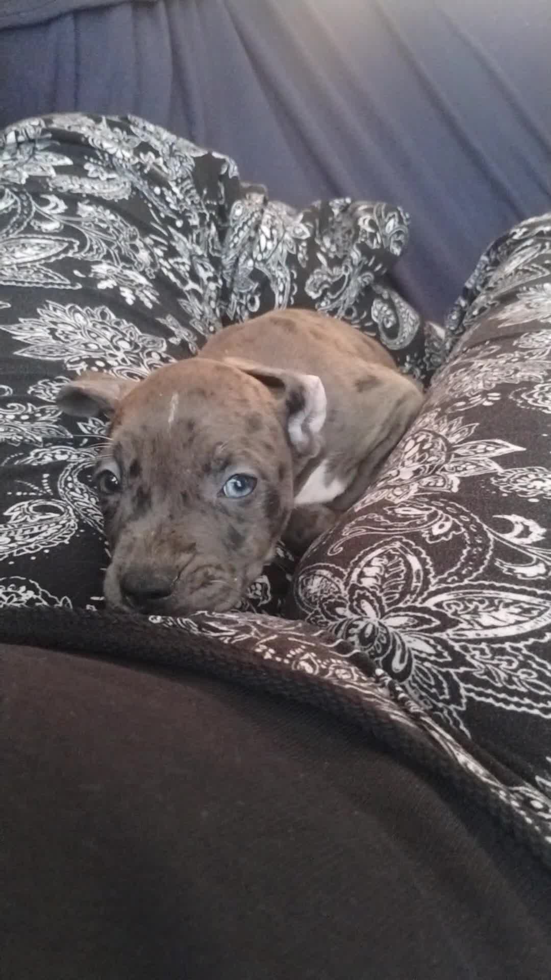 American Bully dogs for sale: Silver - Video 1