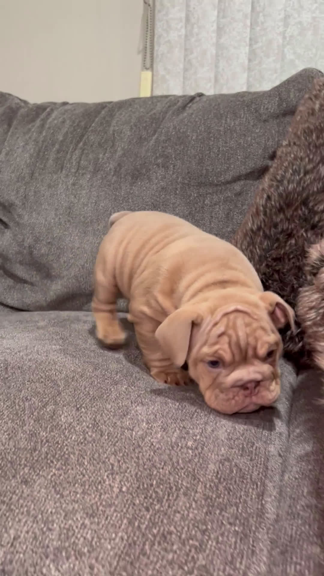 English Bulldog dogs for sale: Mellow  - Video 2
