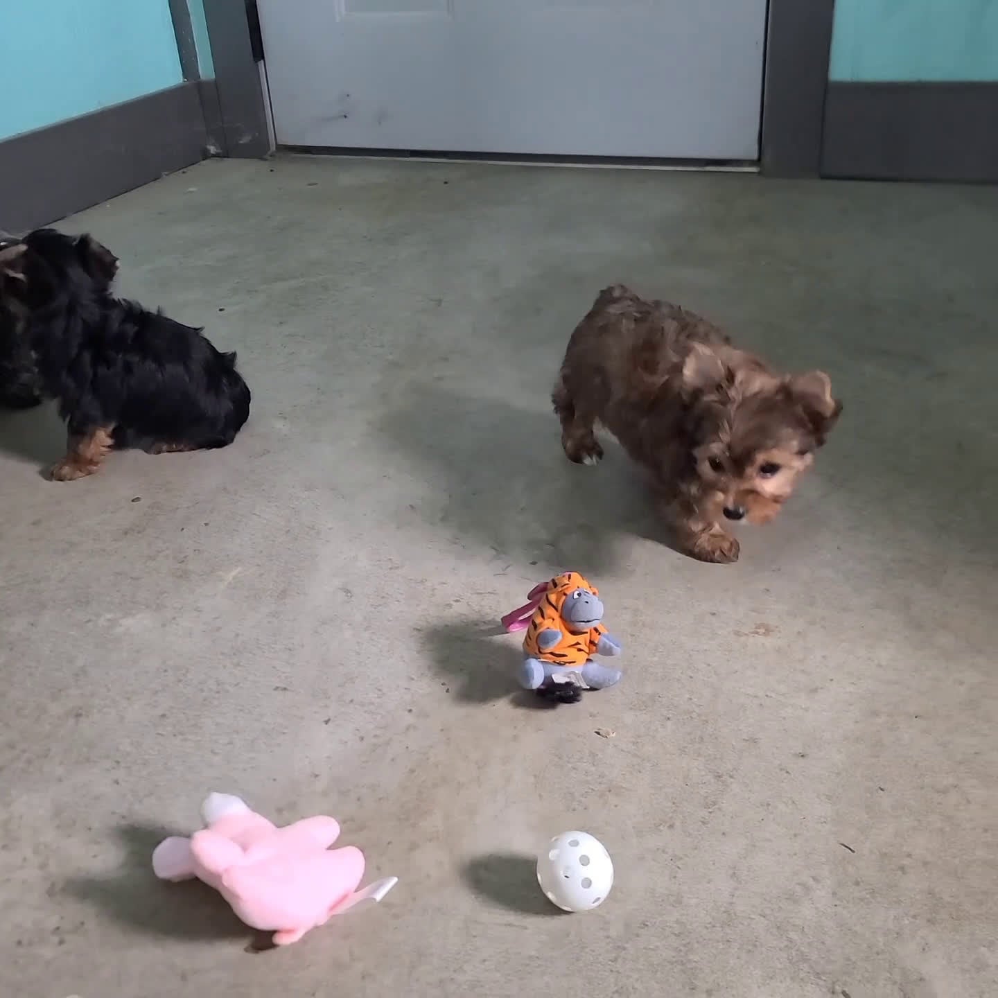 Yorkshire Terrier dogs for sale: Walker - Video 1