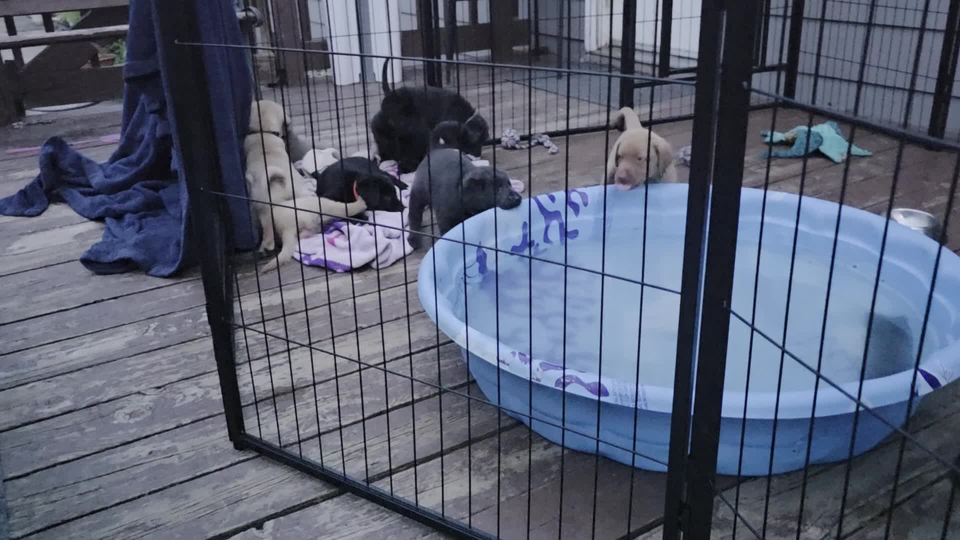 Labrador Retriever dogs for sale: Luigi - Video 2