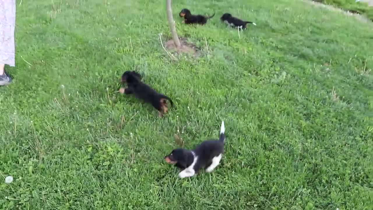 Miniature Dachshund dogs for sale: Peanut - Video 1