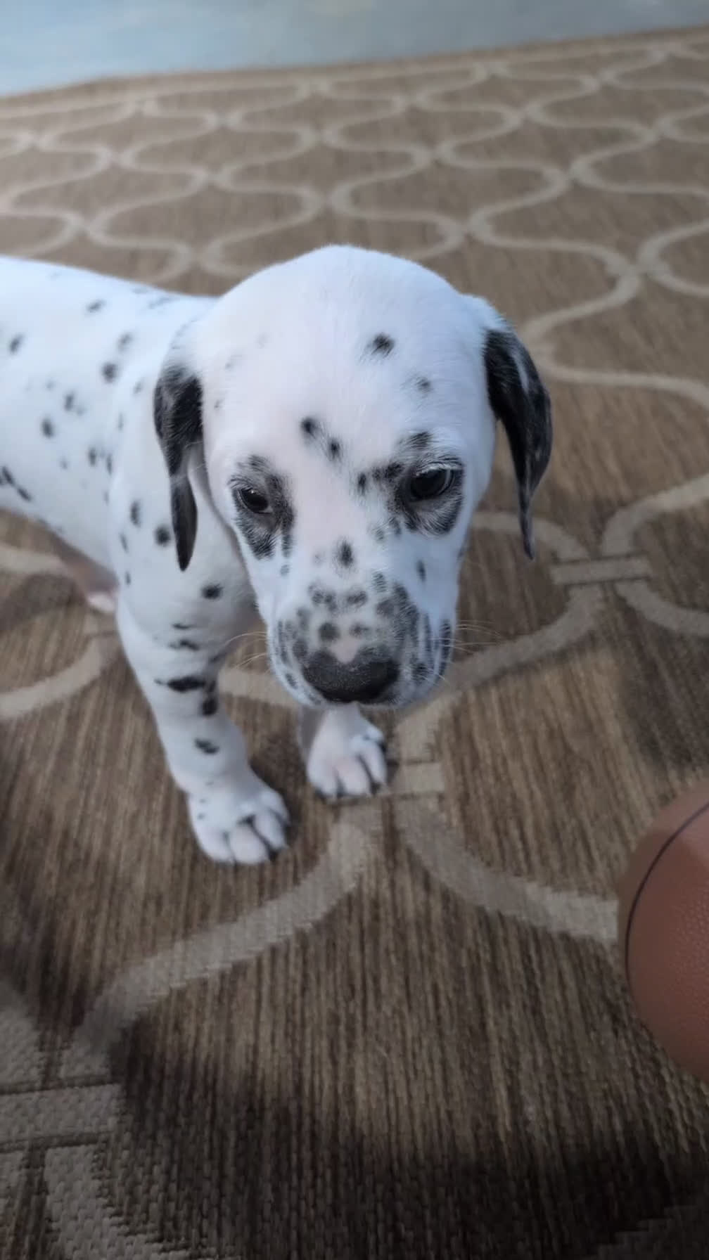 Dalmatian dogs for sale: Niles - Video 1