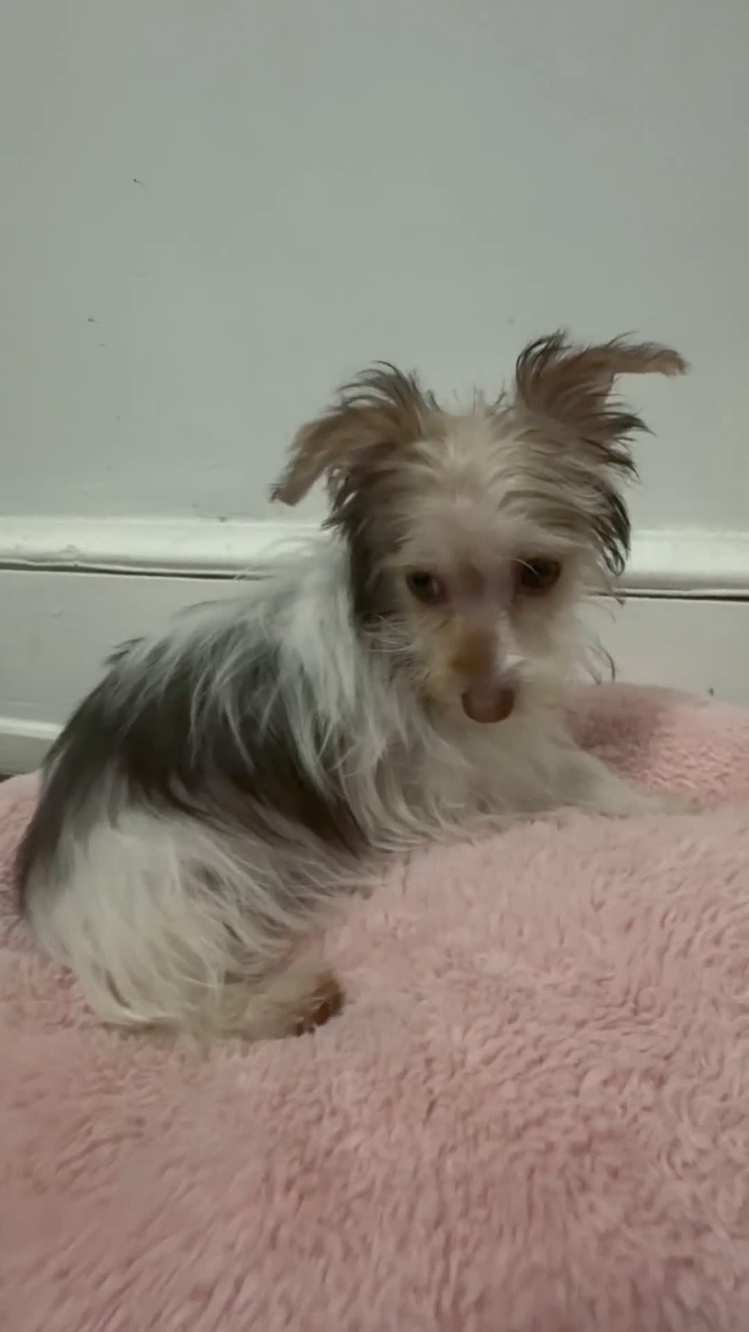 Morkie dogs for sale: Sunny - Video 2