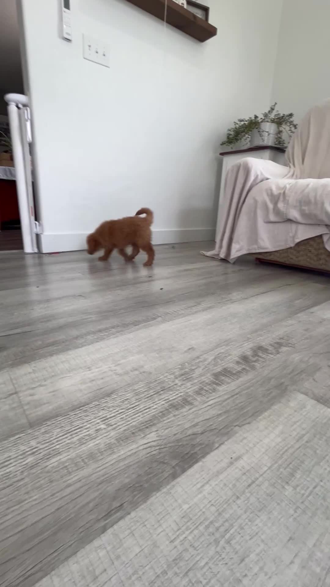 Mini Goldendoodle dogs for sale: Carrie - Video 1