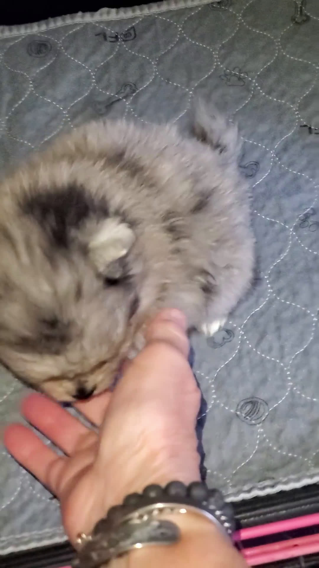 Pomeranian dogs for sale: Blu Star - Video 1