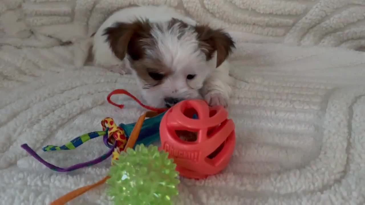 Mixed Breed dogs for sale: Piper - Video 3