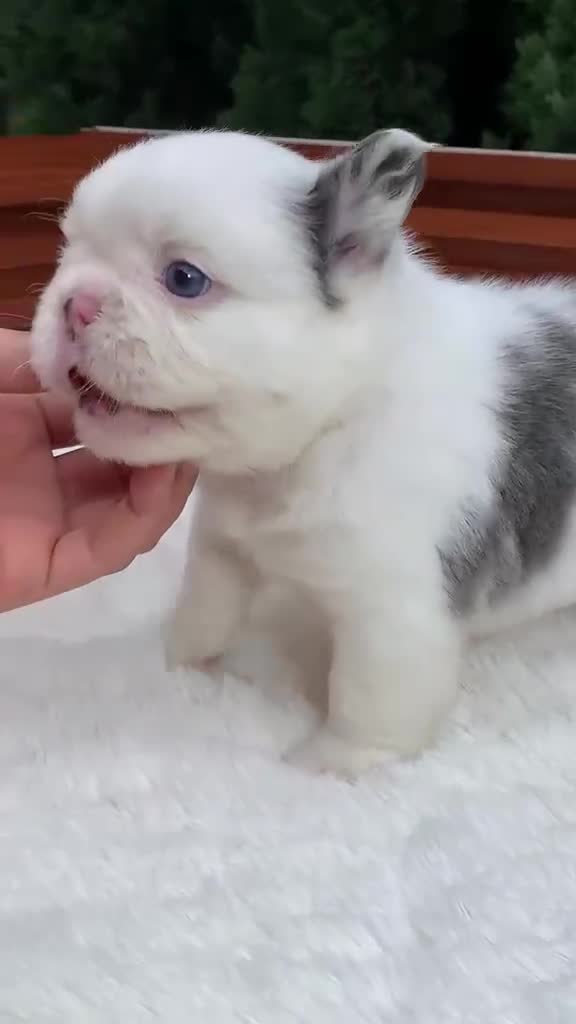 French Bulldog dogs for sale: Smokey the Bear - Video 2