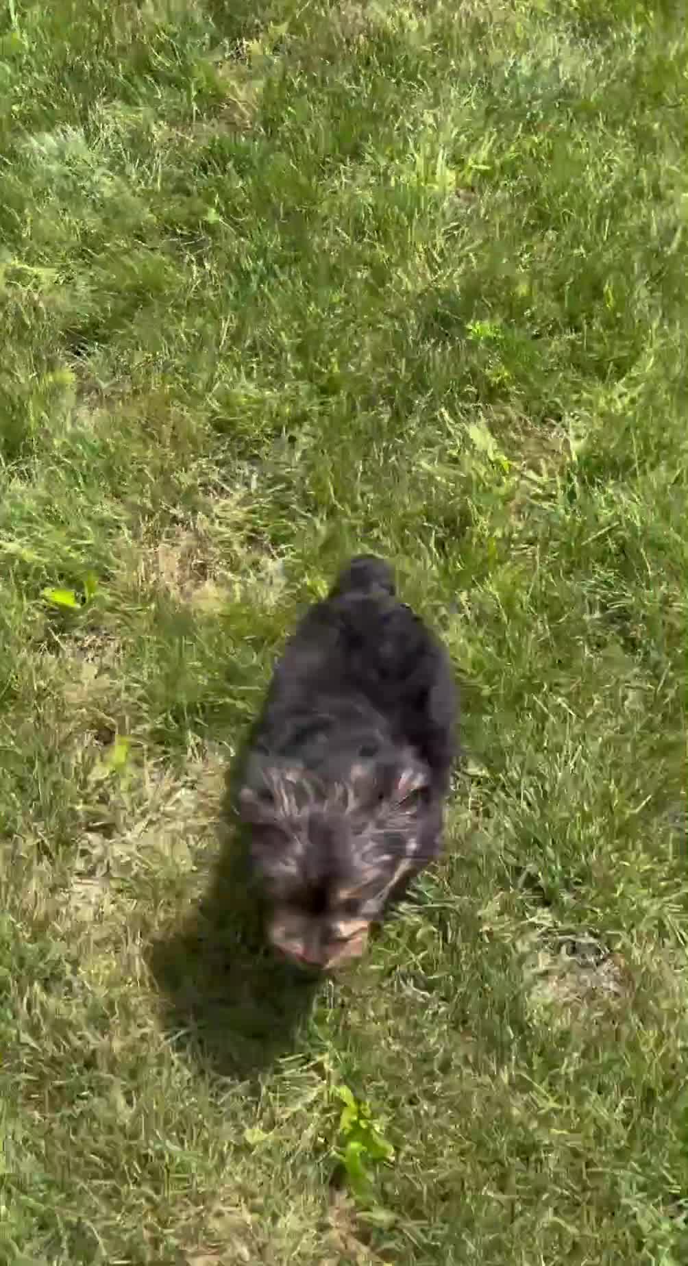 Yorkshire Terrier dogs for sale: Heidi - Video 1