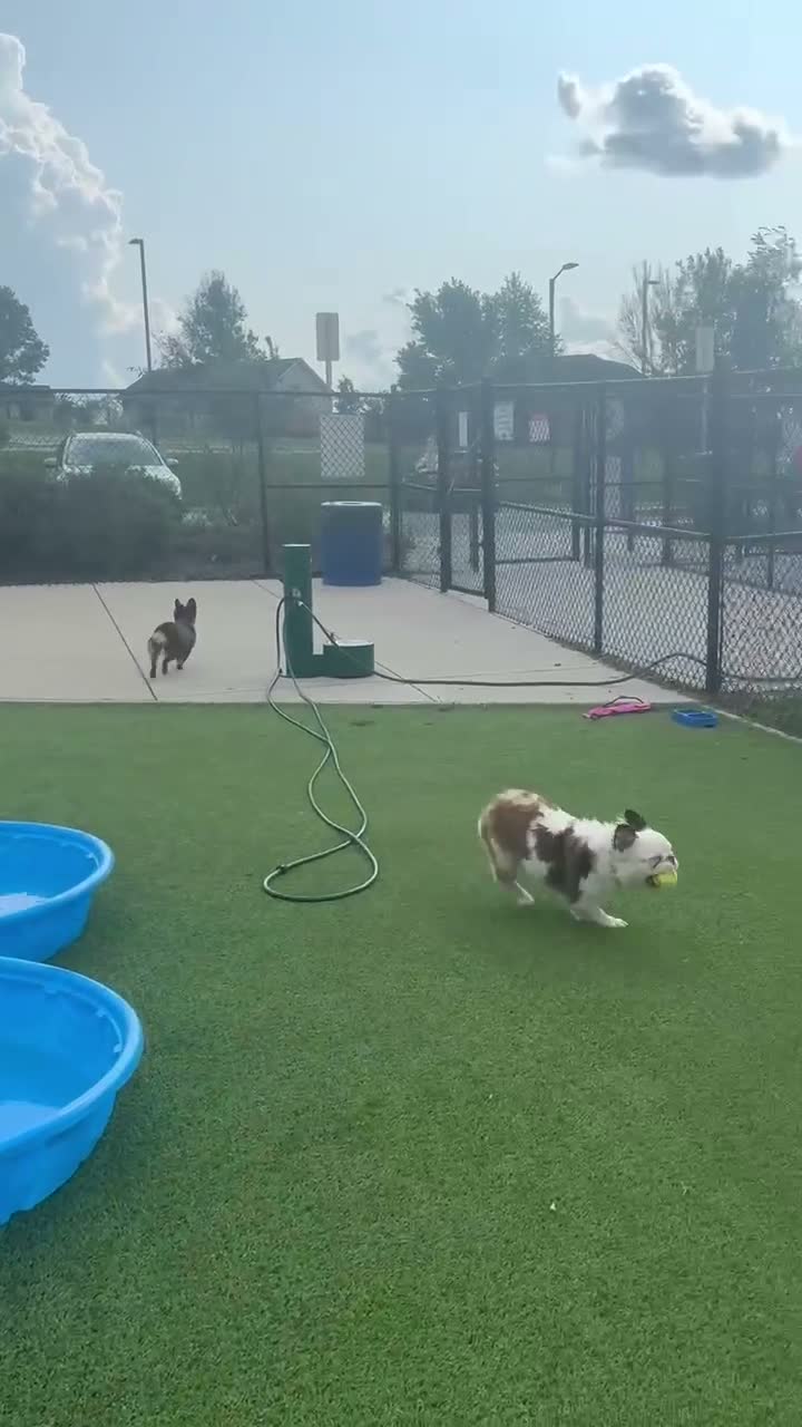 French Bulldog dogs for sale: French Bulldog 1 - Video 1