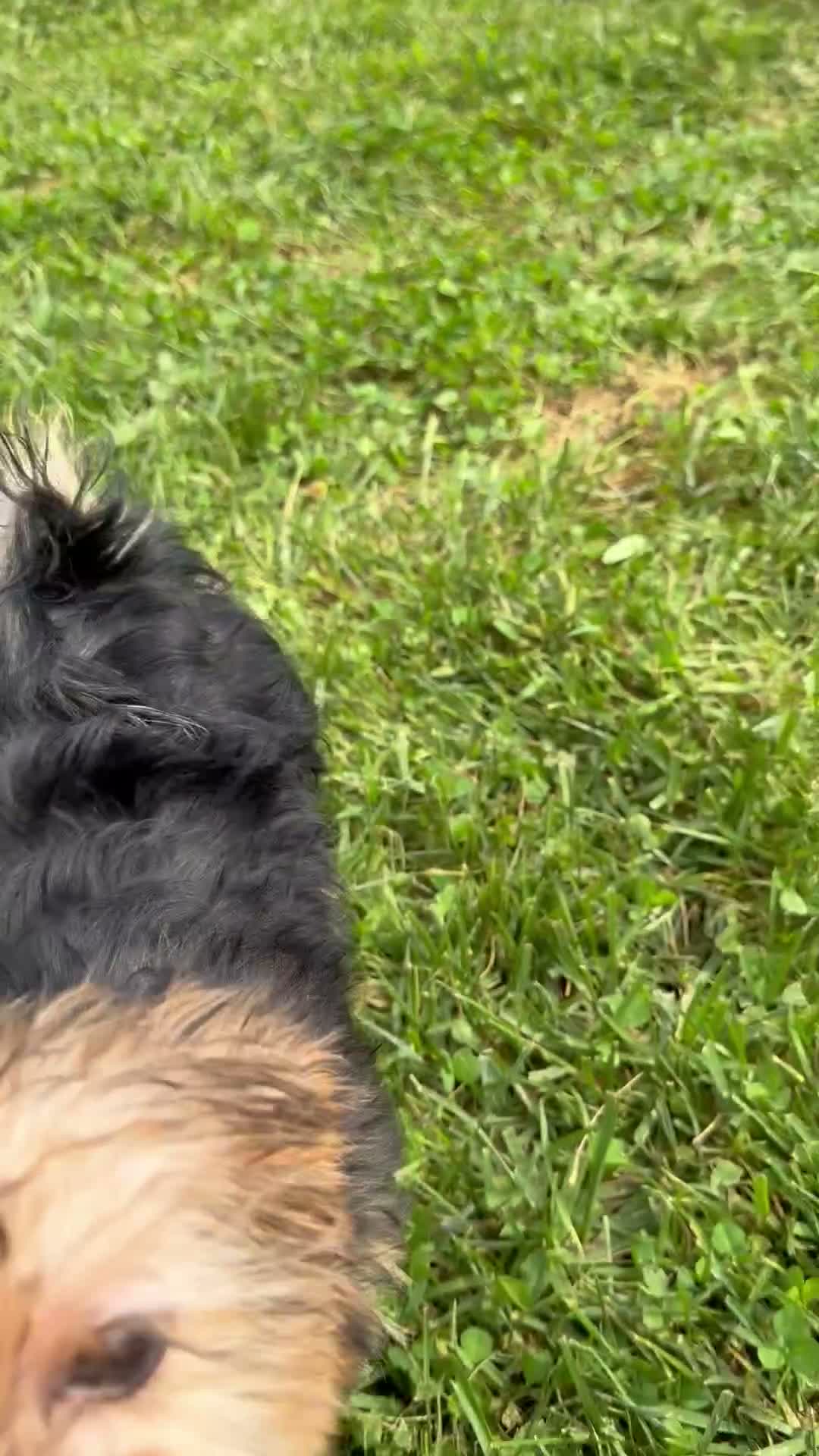 Yorkshire Terrier dogs for sale: Reese Puff  - Video 1
