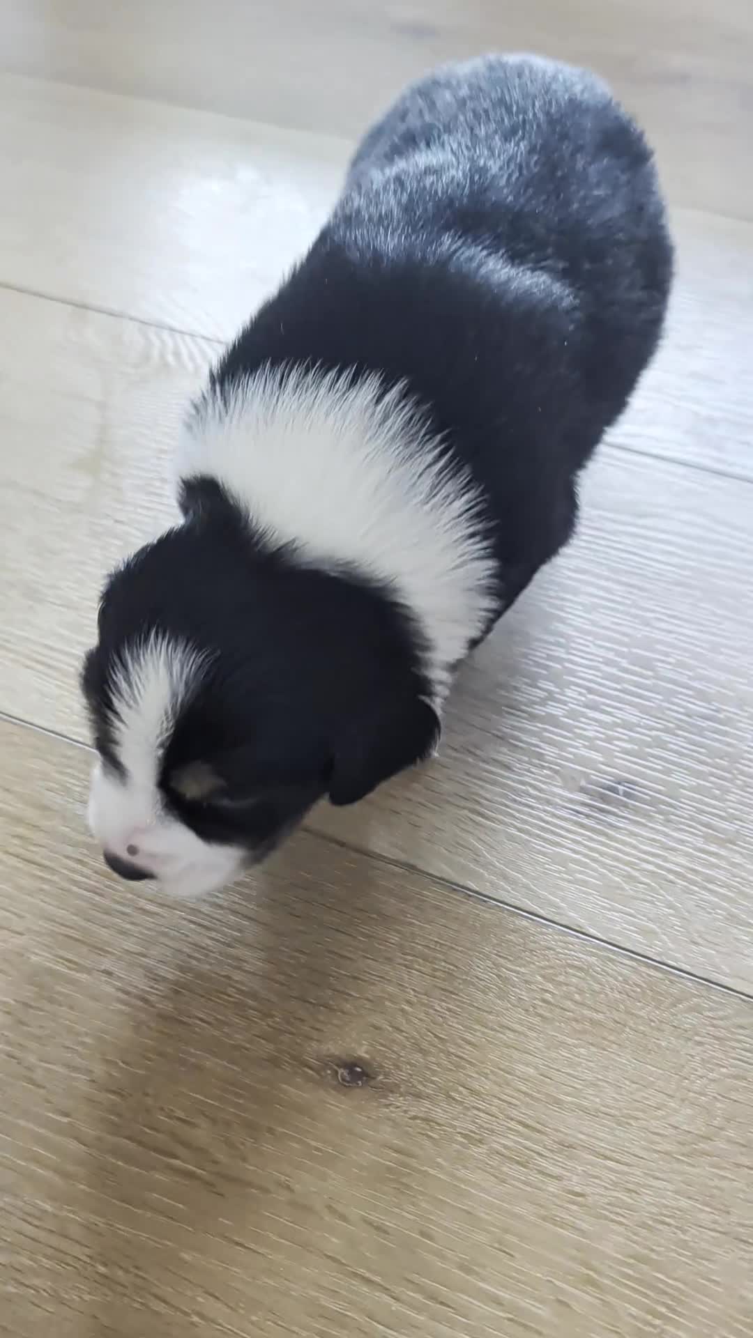Australian Shepherd dogs for sale: Olive: Male Black Tri Standard Australian Shepherd  - Video 2