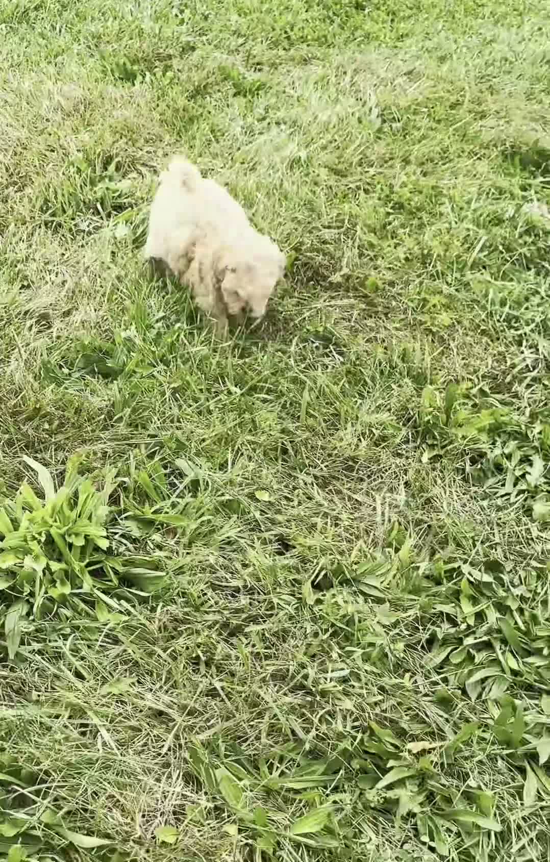 Maltipoo dogs for sale: Cookie - Video 1