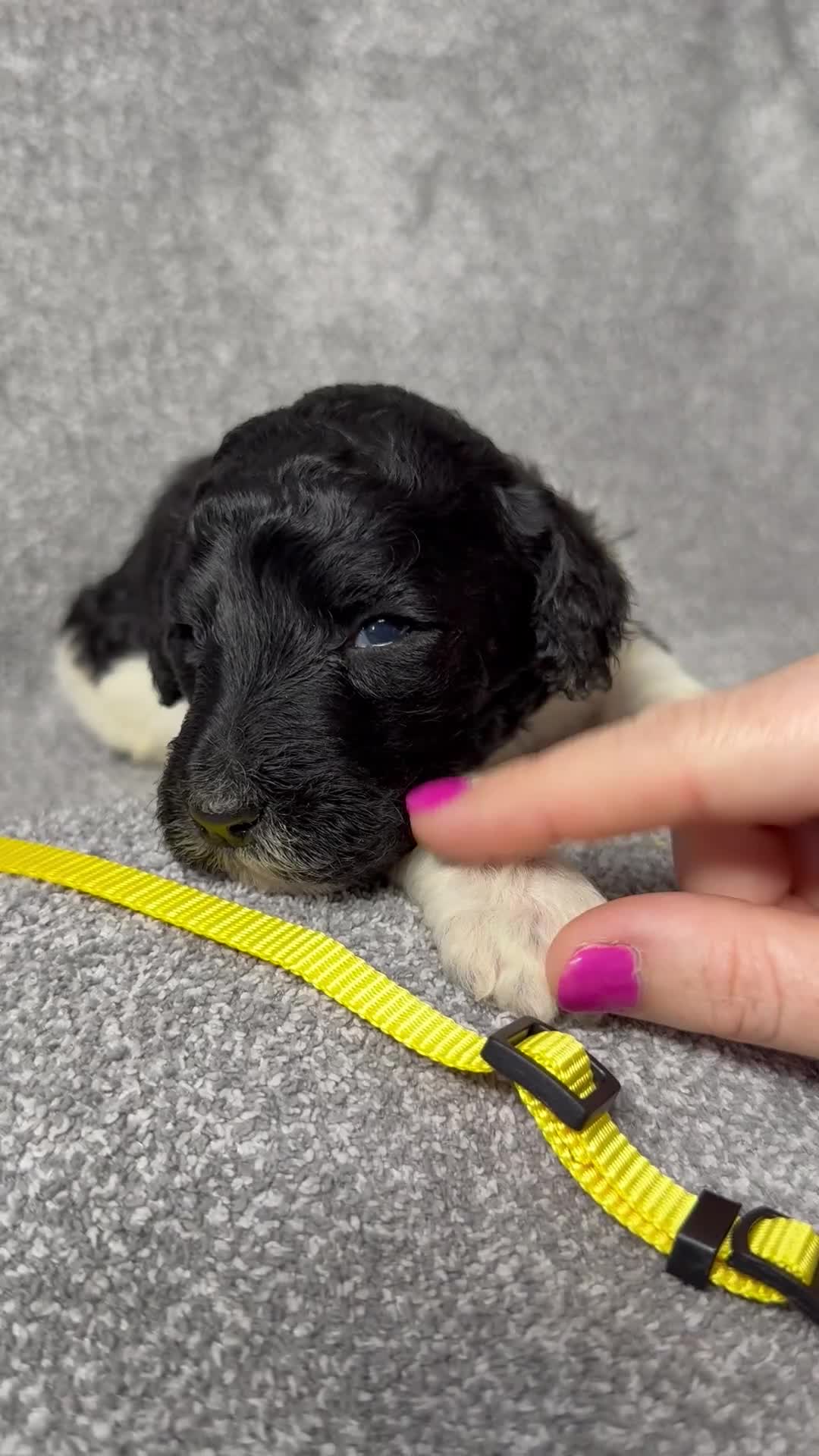 Standard Poodle dogs for sale: Fawn - AKC - Video 1